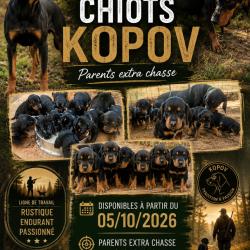 Chiots Kopov