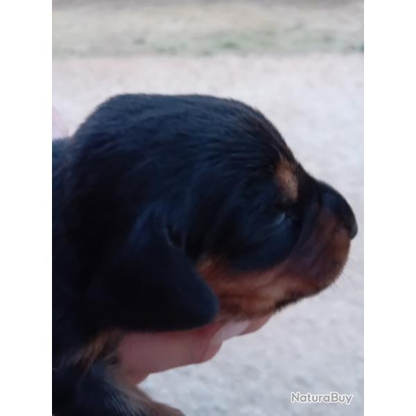 Chiots Kopov