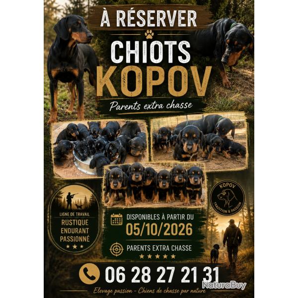 Chiots Kopov