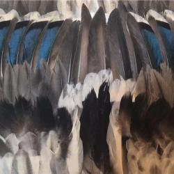 Tableau en plumes de canards.