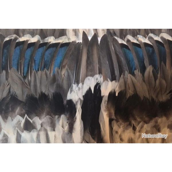 Tableau en plumes de canards.