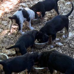 chiots femelle griffon