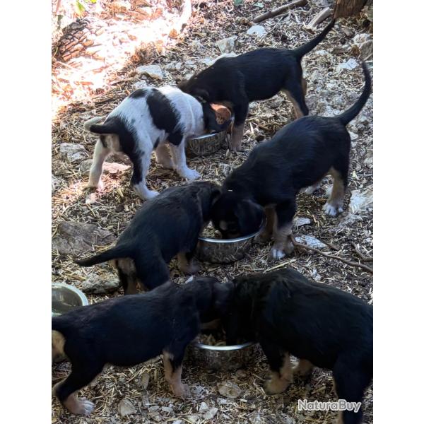 chiots femelle griffon