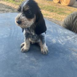 Chiots Griffon Bleu de Gascogne