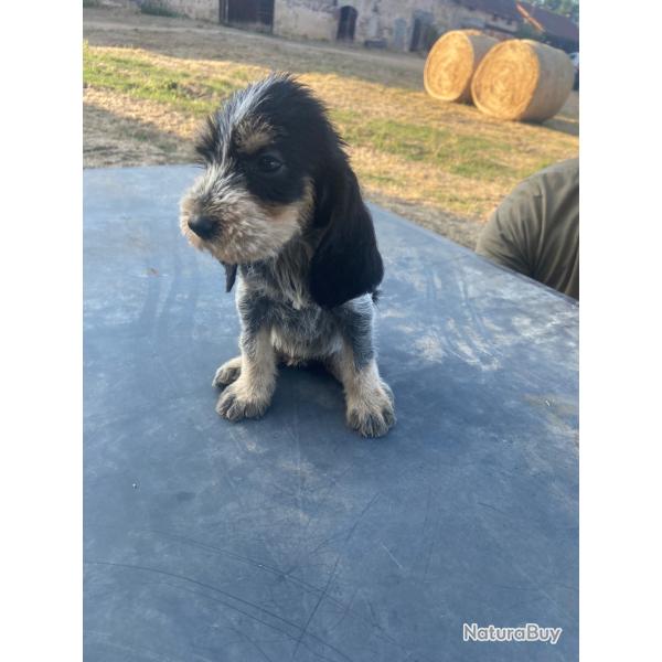 Chiots Griffon Bleu de Gascogne