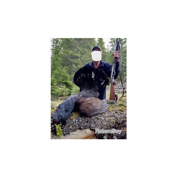 Capercaillie hunting in Bulgaria