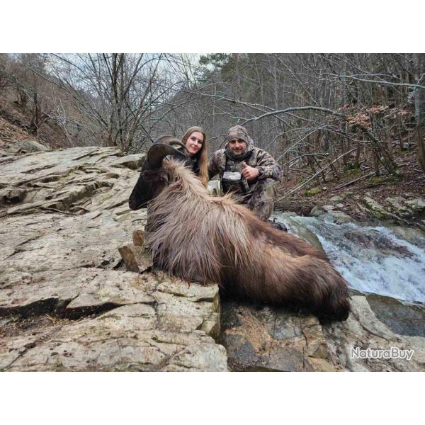 Himalayan Tahr hunting in Bulgaria