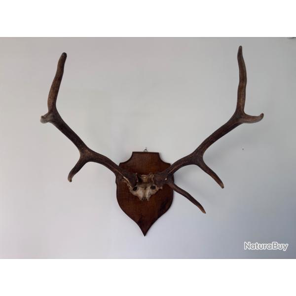 Troph�e de cerf �laphe 10 cors