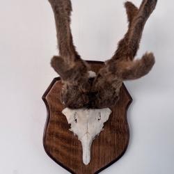 Troph&eacute;e de chevreuil en velours sur &eacute;cusson