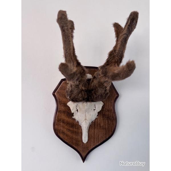 Troph�e de chevreuil en velours sur �cusson