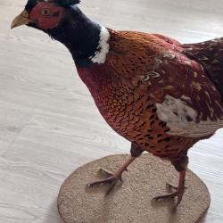 Taxidermie Faisan commun europ&eacute;en