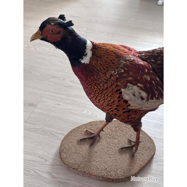 Taxidermie Faisan commun europ�en