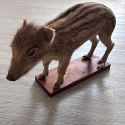 Marcassin taxidermie