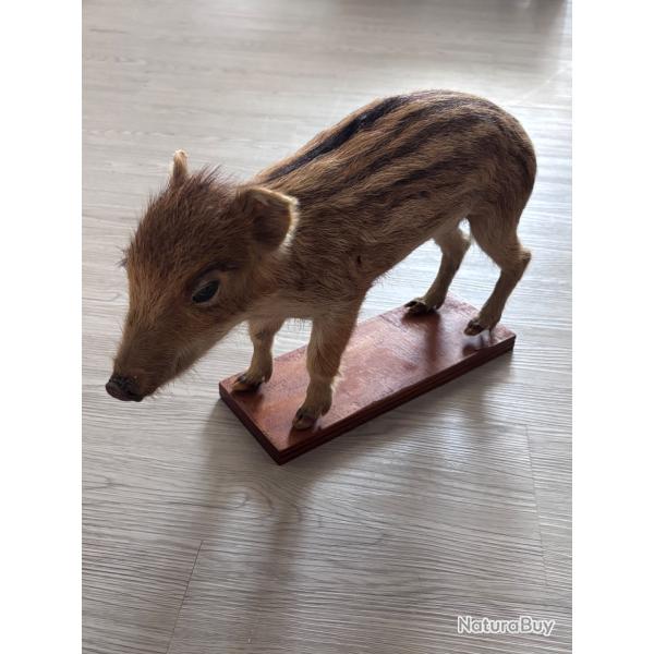 Marcassin taxidermie