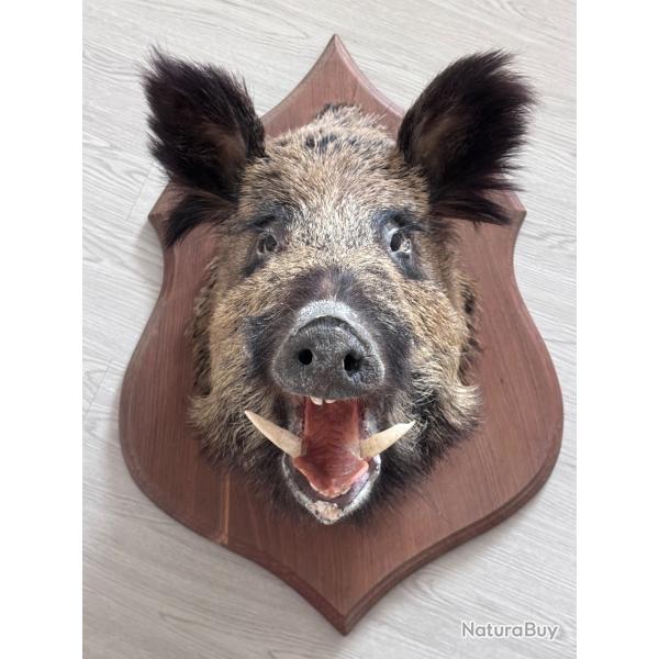 Troph� t�te de sanglier