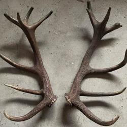 Bois de cerf 18 corps