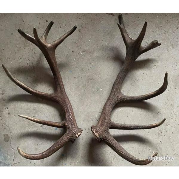 Bois de cerf 18 corps