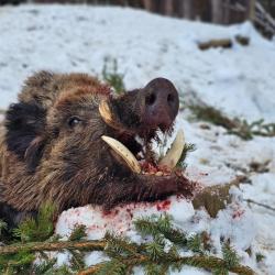 Package price for wild boar hunting in Bulgaria