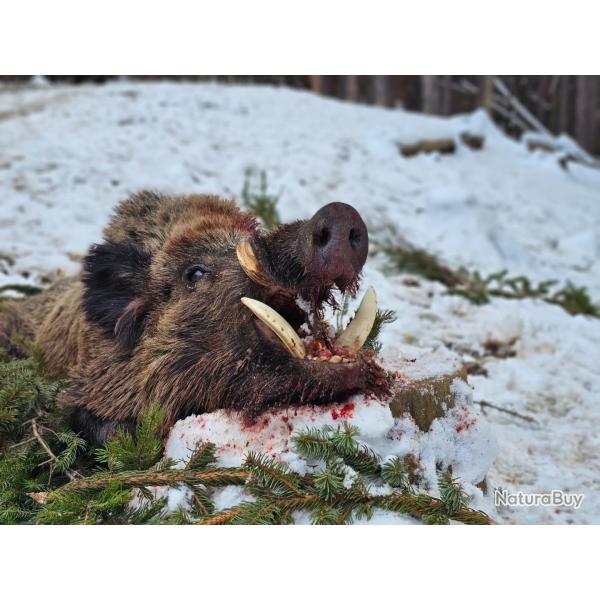 Package price for wild boar hunting in Bulgaria