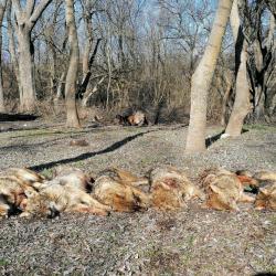 Jackal hunting in Bulgaria