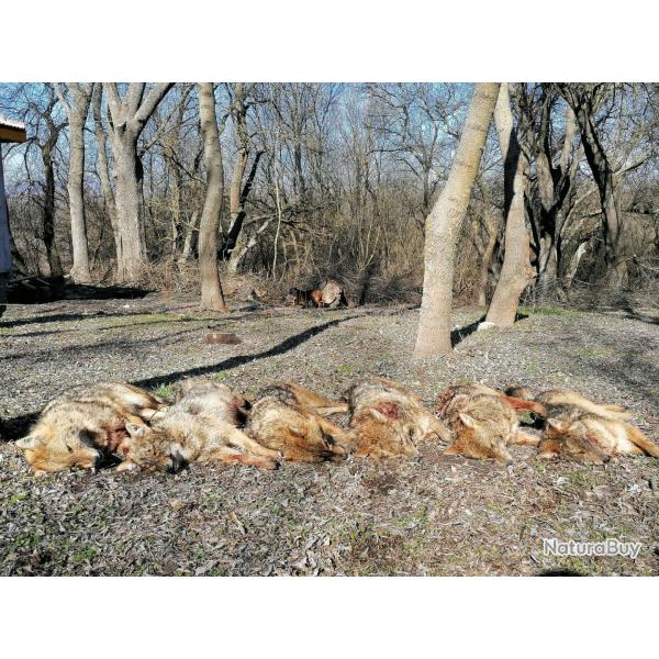 Jackal hunting in Bulgaria
