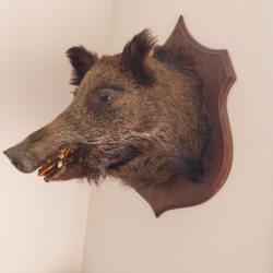 Troph&eacute;e de chasse t&ecirc;te de sanglier fran&ccedil;ais