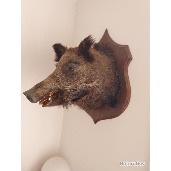 Troph�e de chasse t�te de sanglier fran�ais