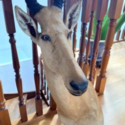 Troph&eacute;e de taxidermie - T&ecirc;te d'Alc&eacute;laphe / Antilope (Lodge / Curiosit&eacute;s)