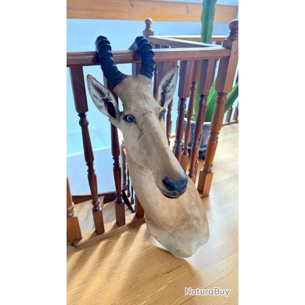 Troph�e de taxidermie - T�te d'Alc�laphe / Antilope (Lodge / Curiosit�s)
