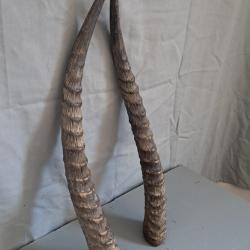 Lot de 2 cornes de Cobe defassa ; Waterbuck ; Kobus ellipsiprymnus defassa #LM26