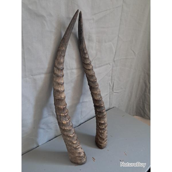 Lot de 2 cornes de Cobe defassa ; Waterbuck ; Kobus ellipsiprymnus defassa #LM26