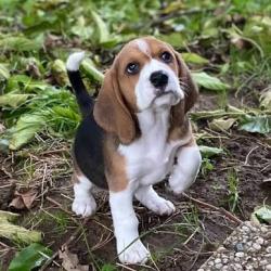 CHIOTS BEAGLE