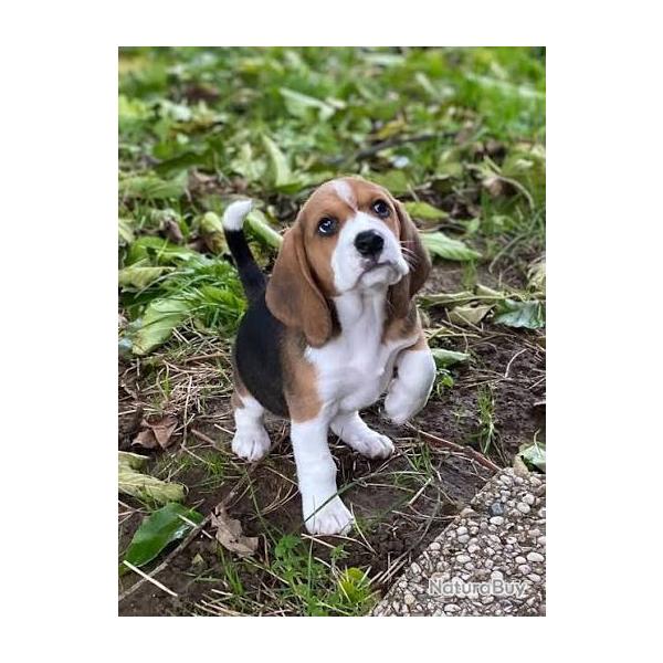 CHIOTS BEAGLE
