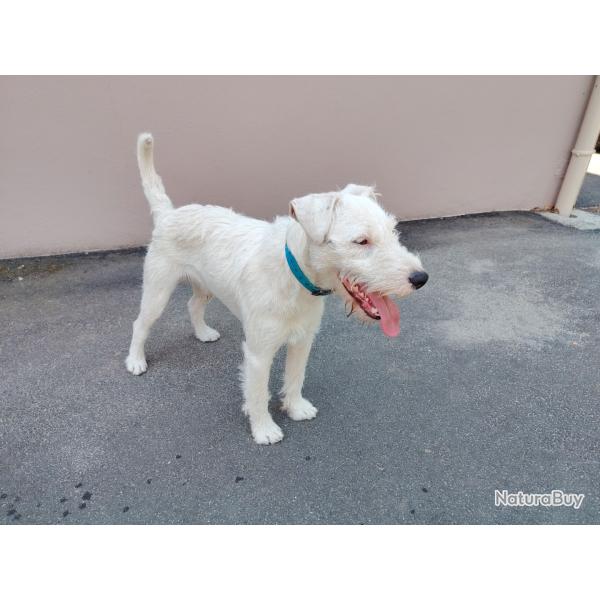 Terrier du r�v�rend Russell - Chien LOF 15 mois - d�clar�