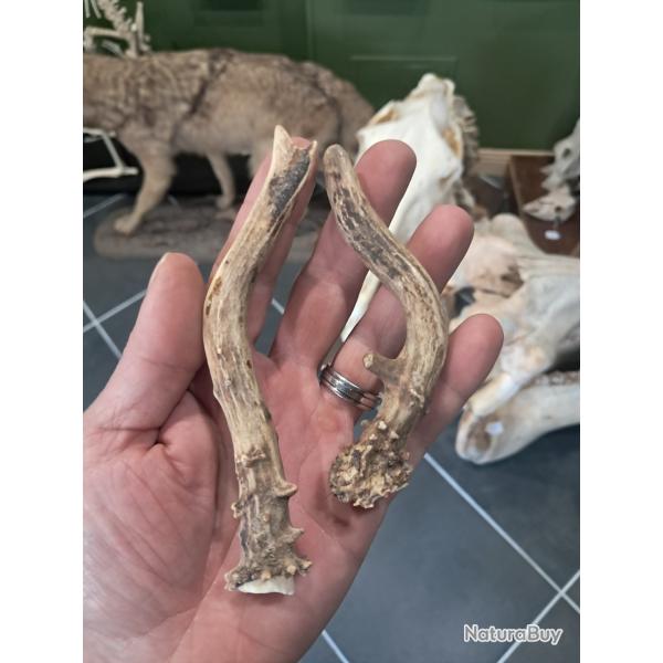 Paire de bois de chevreuil #L112R(55)