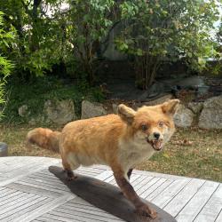 Renard naturalis&eacute; ancien