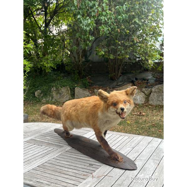 Renard naturalis� ancien