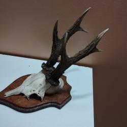 BEAU TROPHEE DE CHEVREUIL BROCARD 6 CORS BOIS 19CM TAXIDERMIE CHASSE