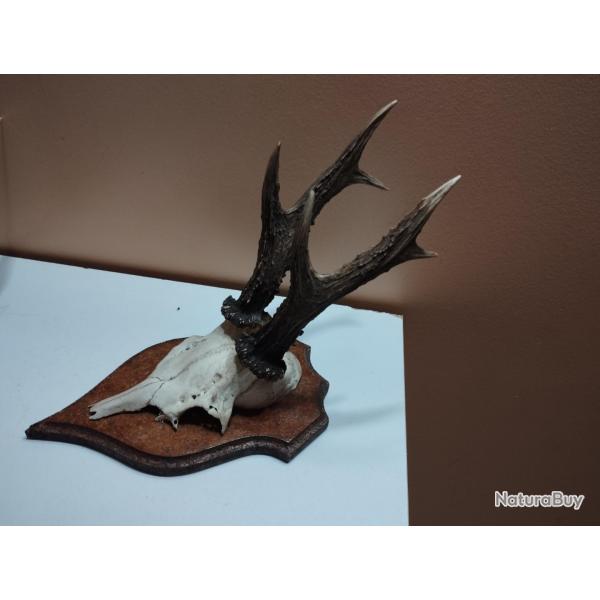 BEAU TROPHEE DE CHEVREUIL BROCARD 6 CORS BOIS 19CM TAXIDERMIE CHASSE