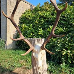 Cr&acirc;ne de cerf &eacute;laphe; Cervus elaphus #1507
