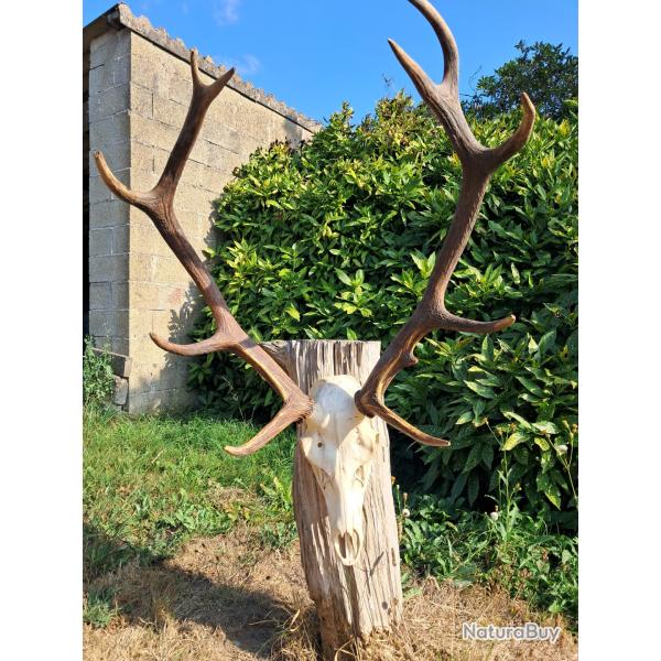 Cr�ne de cerf �laphe; Cervus elaphus #1507