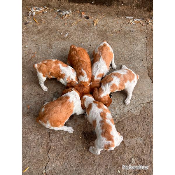 Epagneul Breton Blanc et Orange n�s le 09/07/2026