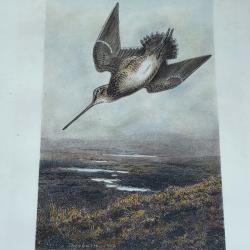 Superbe Gravure d'une b&eacute;cassine en vol par Archibald Thorburn (1860-1935)