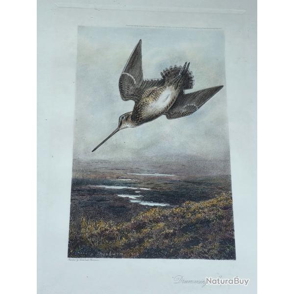 Superbe Gravure d'une b�cassine en vol par Archibald Thorburn (1860-1935)