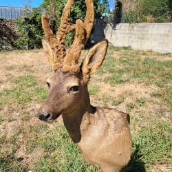 Taxidermie de chevreuil en velours ; Capreolus capreolus #LM26(5)