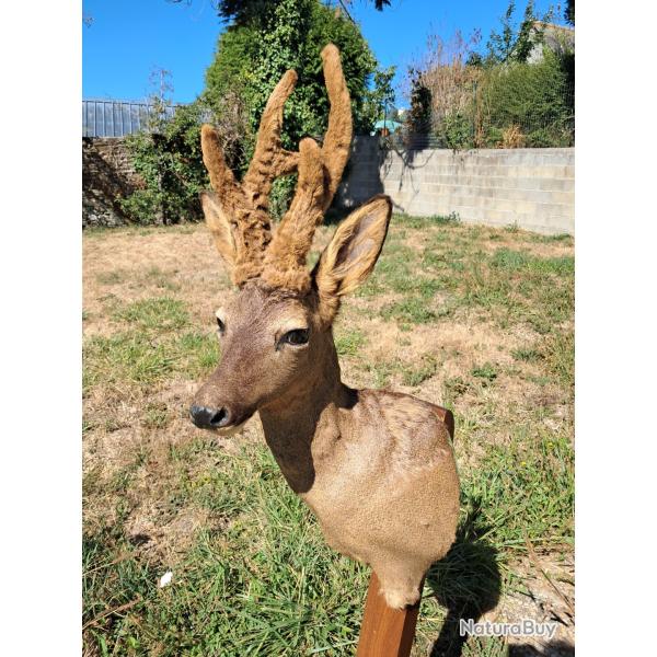 Taxidermie de chevreuil en velours ; Capreolus capreolus #LM26(5)