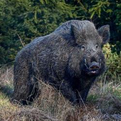 Action de chasse Sanglier , cerf ,daim