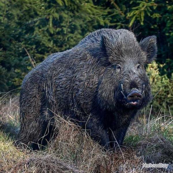 Action de chasse Sanglier , cerf ,daim