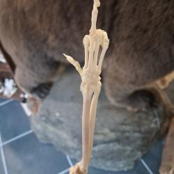 Patte de mammif&egrave;re (position humoristique)  sur socle ; ost&eacute;ologie ; montage ost&eacute;ologique #FS7
