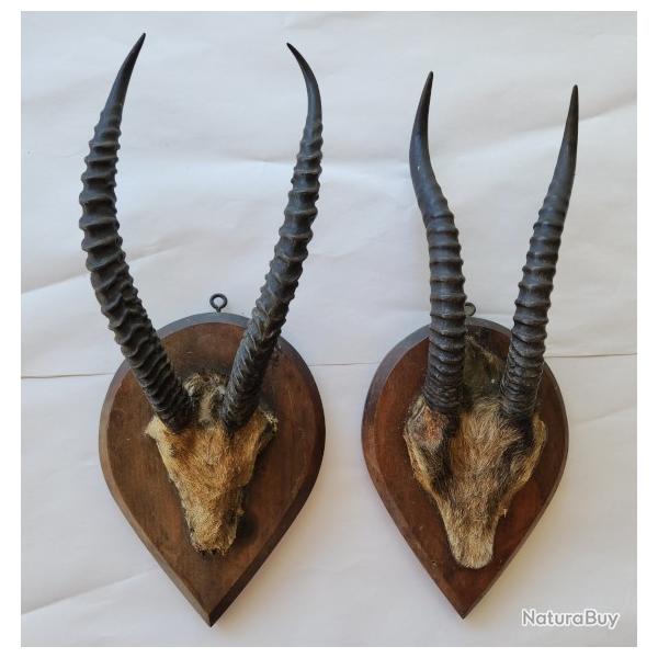 Paire d'anciens troph�es de springbok sur �cussons en bois